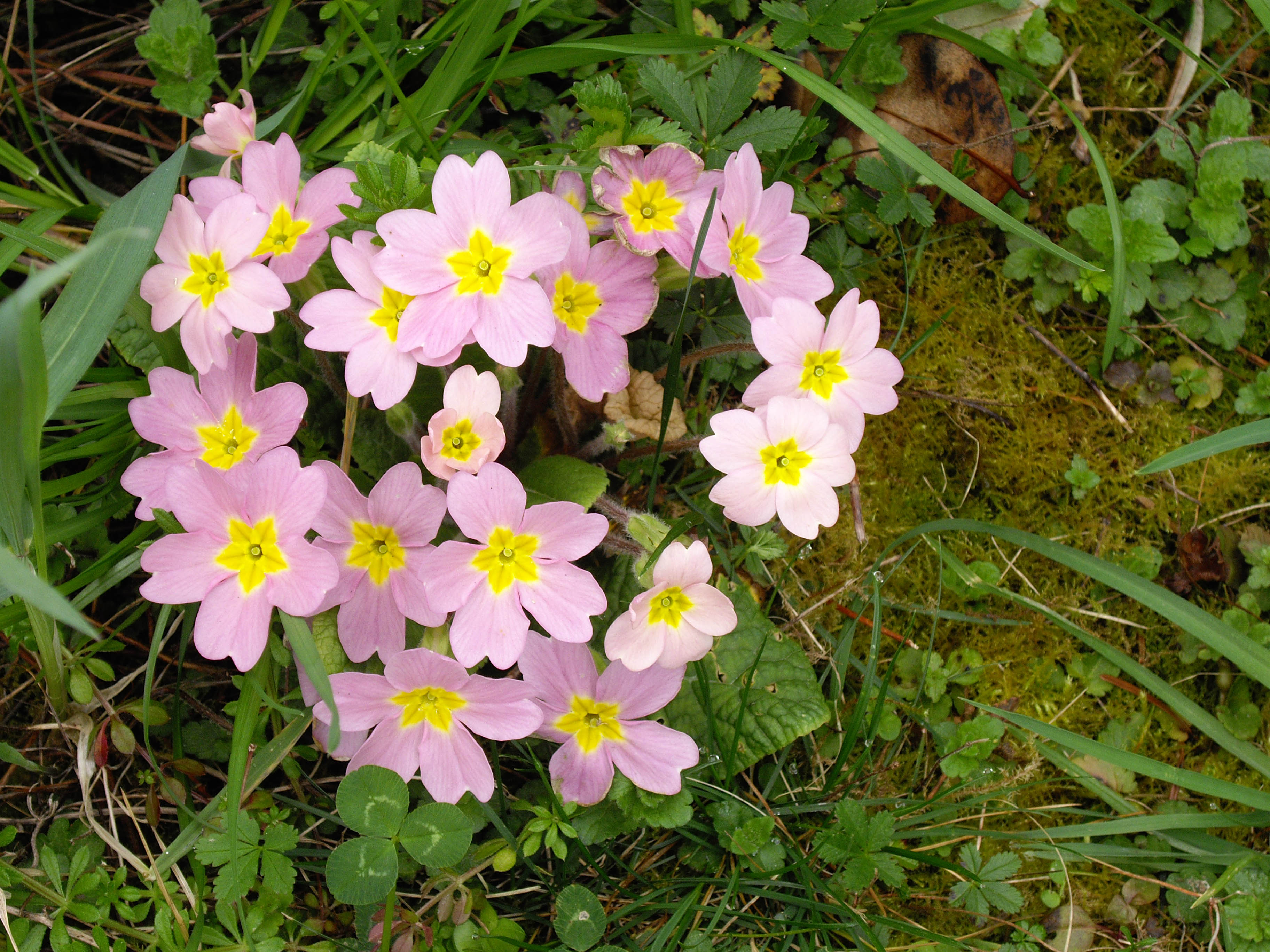 Primula vulgaris subsp. sibthorpii en fleurs dans les sous-bois